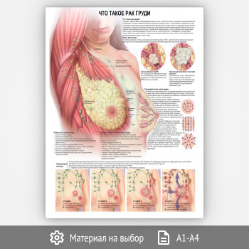 ������ ���� ����� ��� �����?� (���-31, 1 ����)